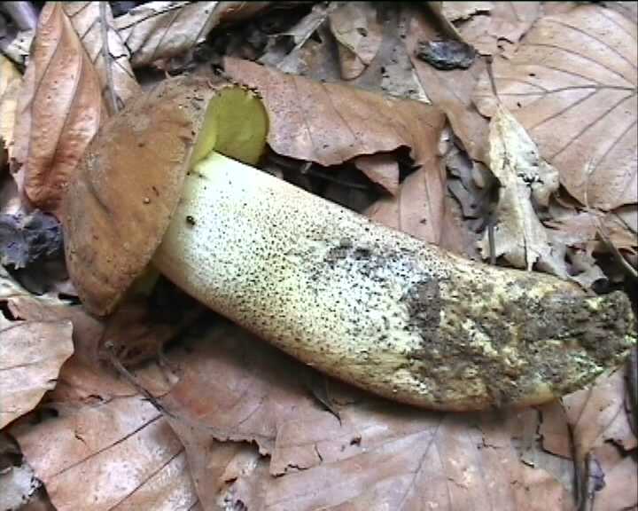 Leccinum crocipodium  (letellier)  Watling